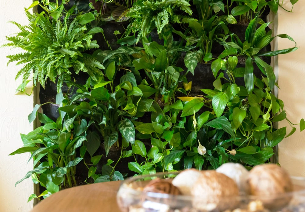 Vertical plant wall in a home