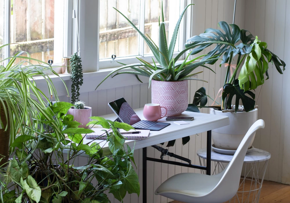 Home office with indoor landscaping