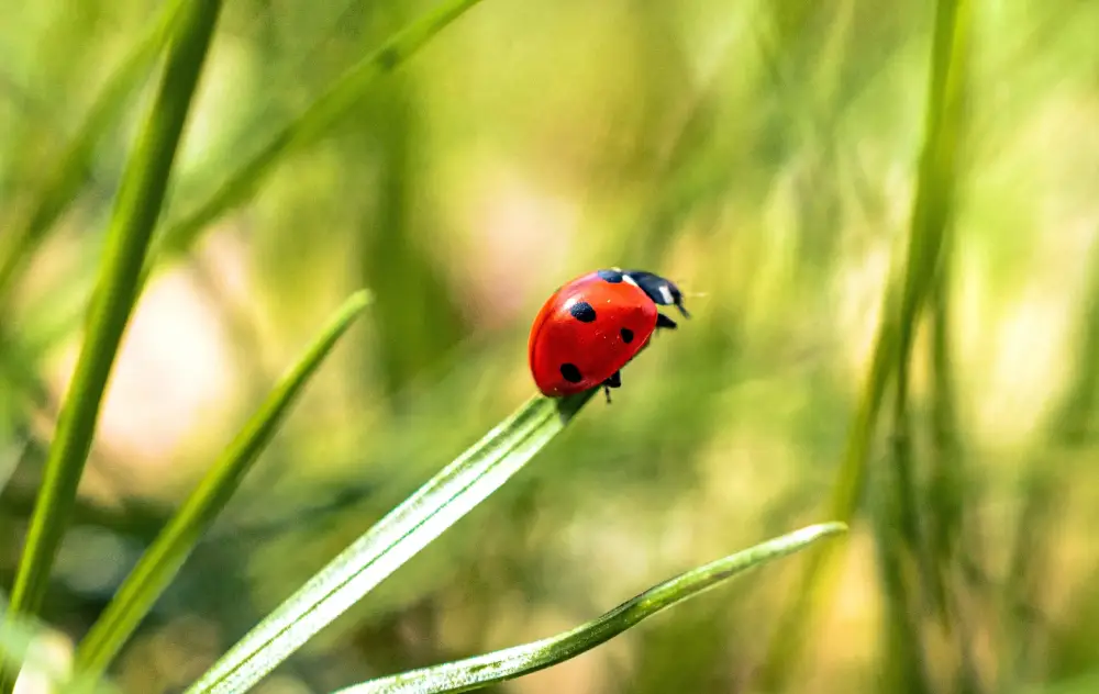 Ladybug on the edge of a long, green leaf in front of a lush, grassy background.