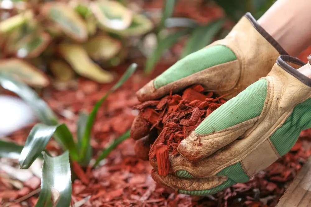 Landscaper adding mulch to plants