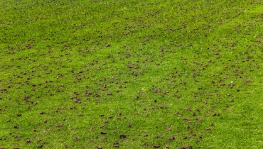 A lush green lawn that has been aerated.