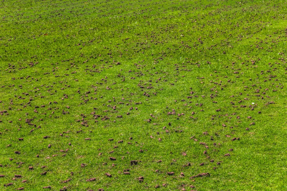 A lush green lawn that has been aerated.