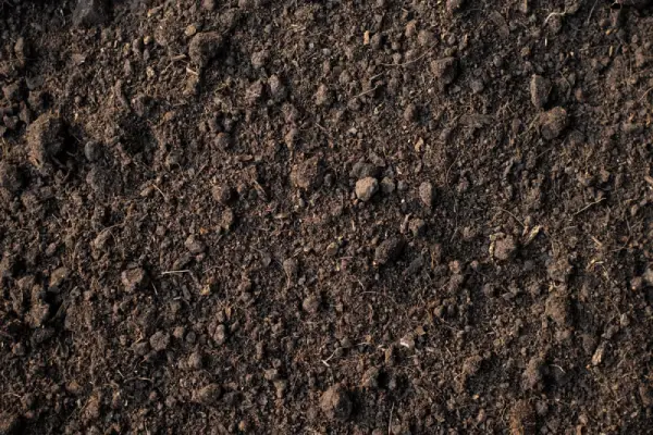 loam soil.