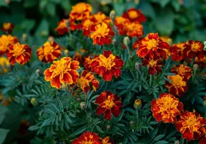 marigolds blooming in a field.