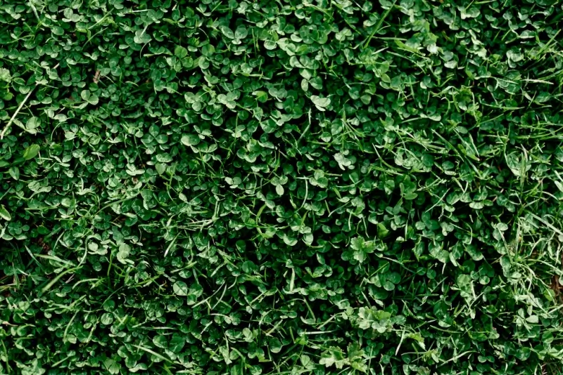 Young summer clover grass and microclover close-up.