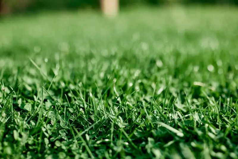 Green lawn with microclover.