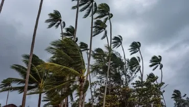 Palm trees bending in strong wind beneath heavy clouds.