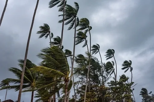 Palm trees bending in strong wind beneath heavy clouds.