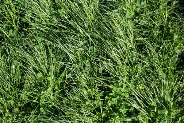 Perennial Ryegrass