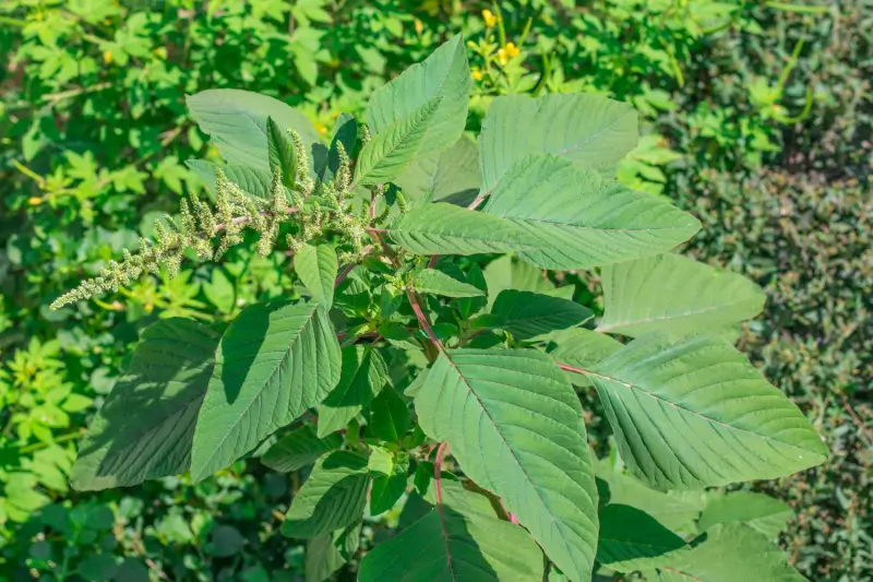 Pigweed plant.