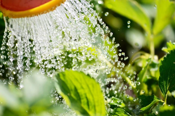 Plant being watered