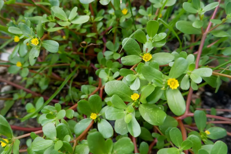 Purslane plant.