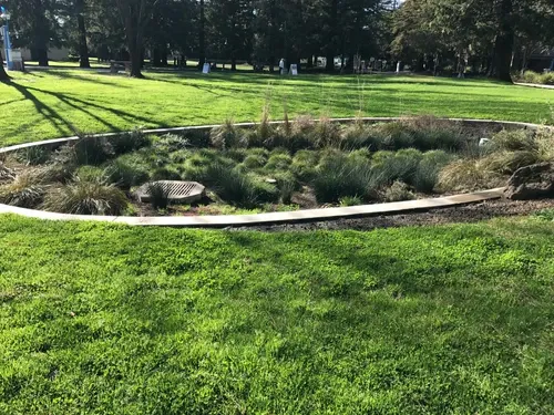 Rain garden featuring native grasses surrounded by a grassy lawn.
