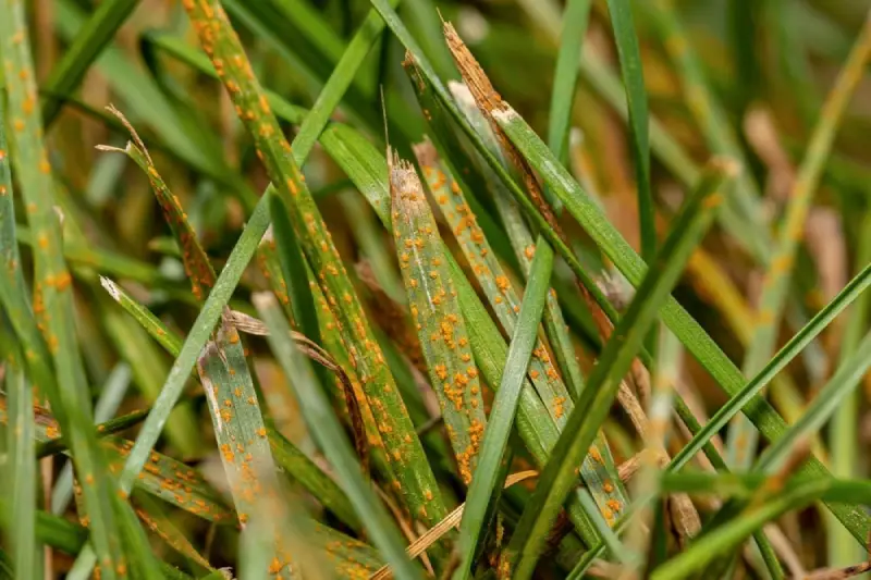 Rust Lawn Disease