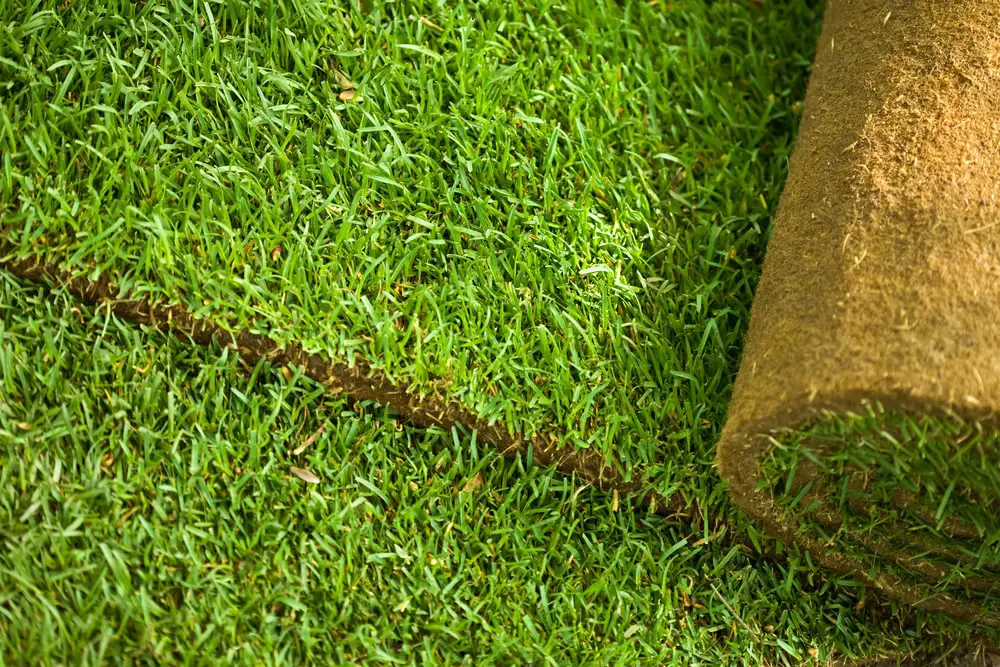 Roll of green turf grass for sodding.