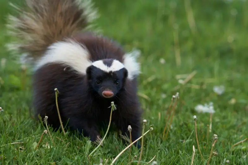 Skunk in grass