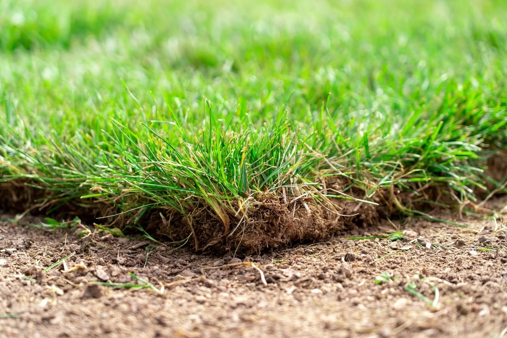 Corner of sod roll on top of soil