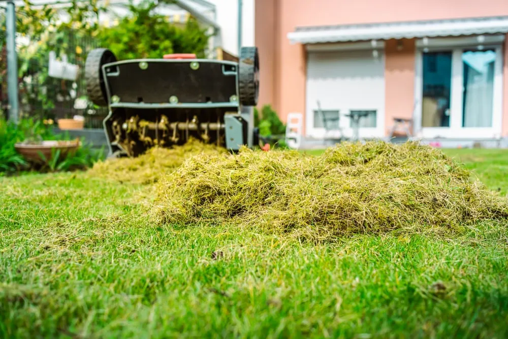 Thatch buildup on a residential front lawn. 