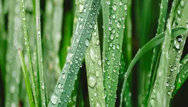 Grass covered with water drops.