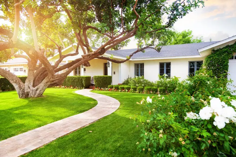 Large tree in residential front yard