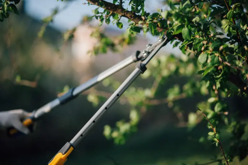 Professional landscaper trimming a tree