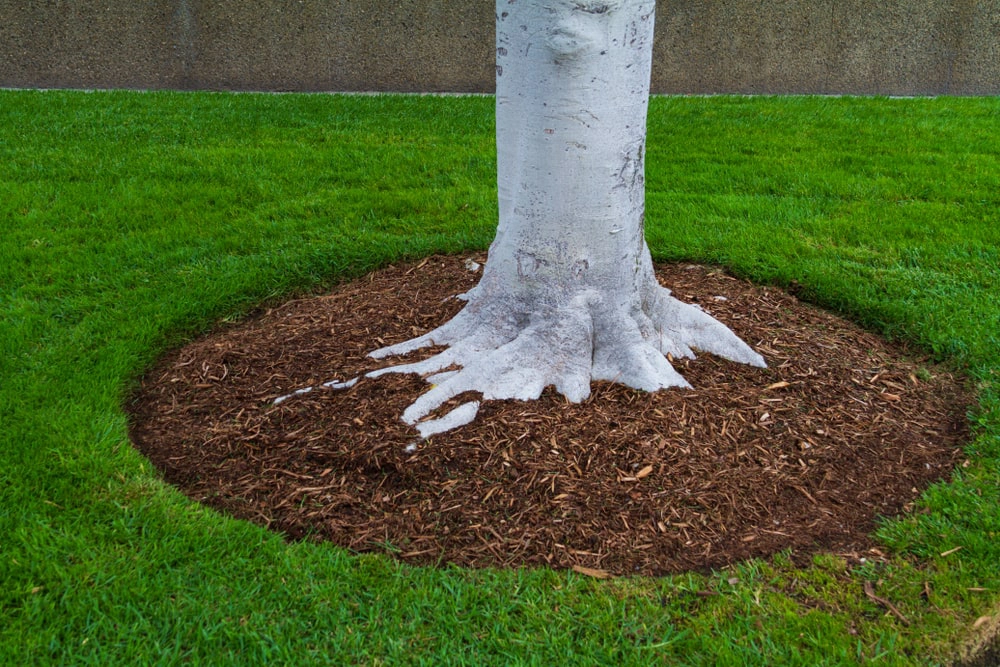 Compost around the base of a tree