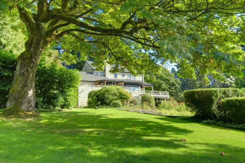 Large tree giving shade to residential lyard