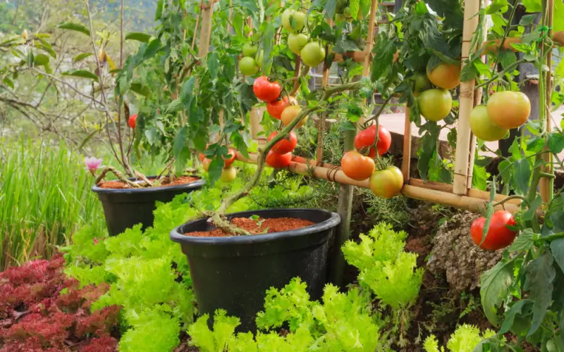 Tomato plants and lettuce grouped together.