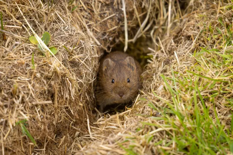 Vole in grass