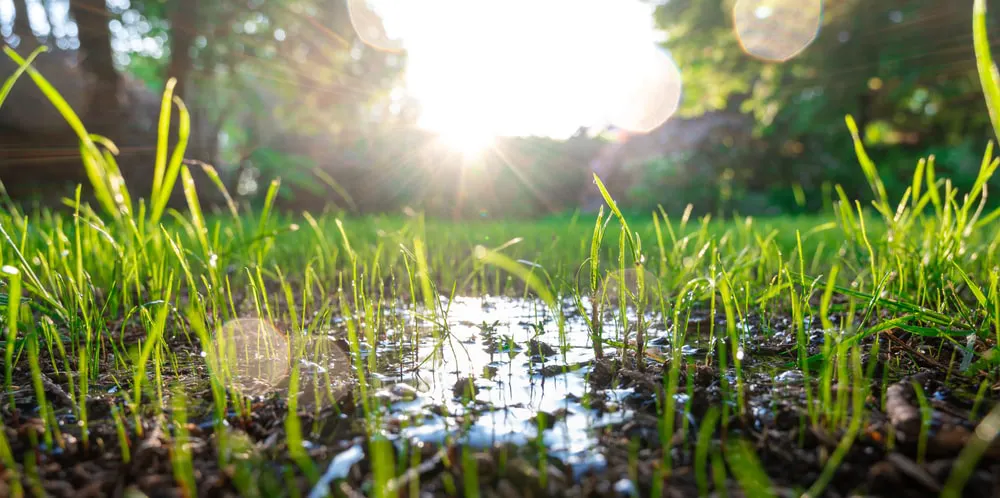 Water puddle in grass