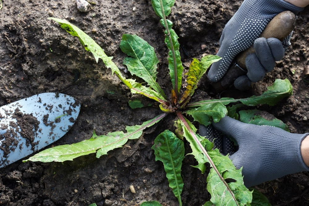 Gardener removing weeds from flower bed