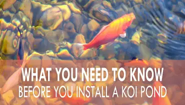 Fish in pond with text-What you need to know before you install a koi pond