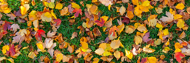 Fallen leaves on grass.