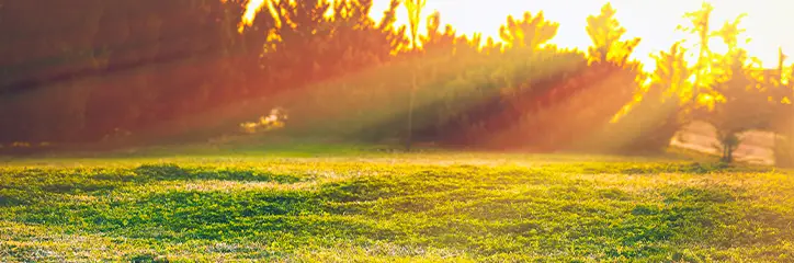 Which-Grasses-Survive-Summer-Heat