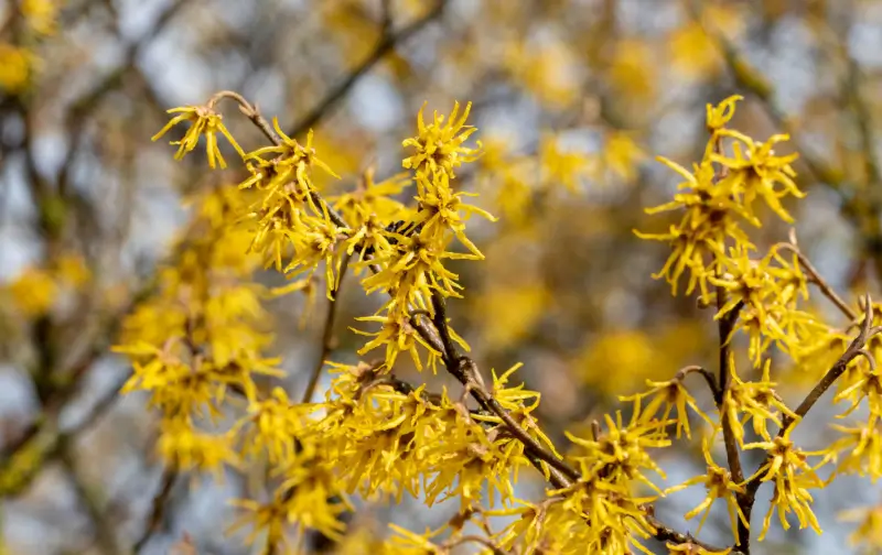 Witch Hazel flowers