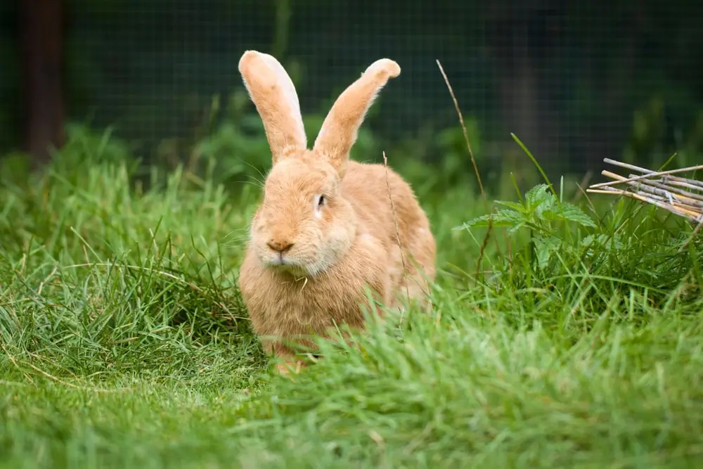 Bunny in grass clippings