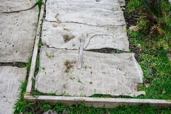 Burlap sack in garden bed