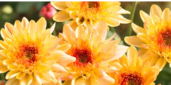 Yellow and orange mums