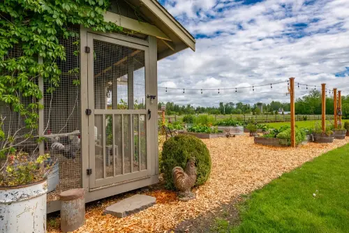 Chicken-Coop-in-Yard