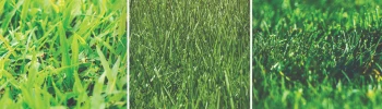 Pictures of different types of lawn grasses