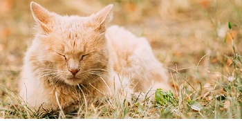 Cat with eyes closed sitting in a yard