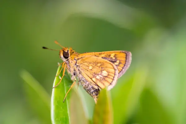 Fiery skipper