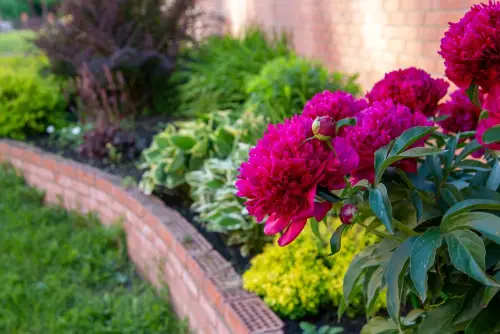 Flower-Bed-Blooms