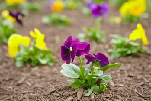 Flower-Bed-Spacing