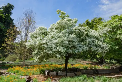 Fringe-Tree