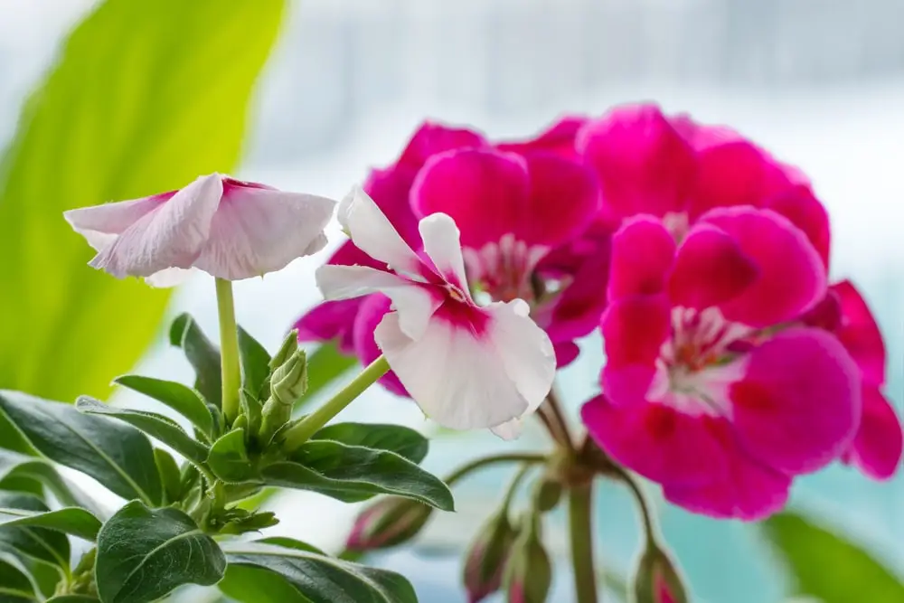 Geranium houseplant.