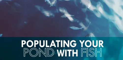 Populating your pond with fish.