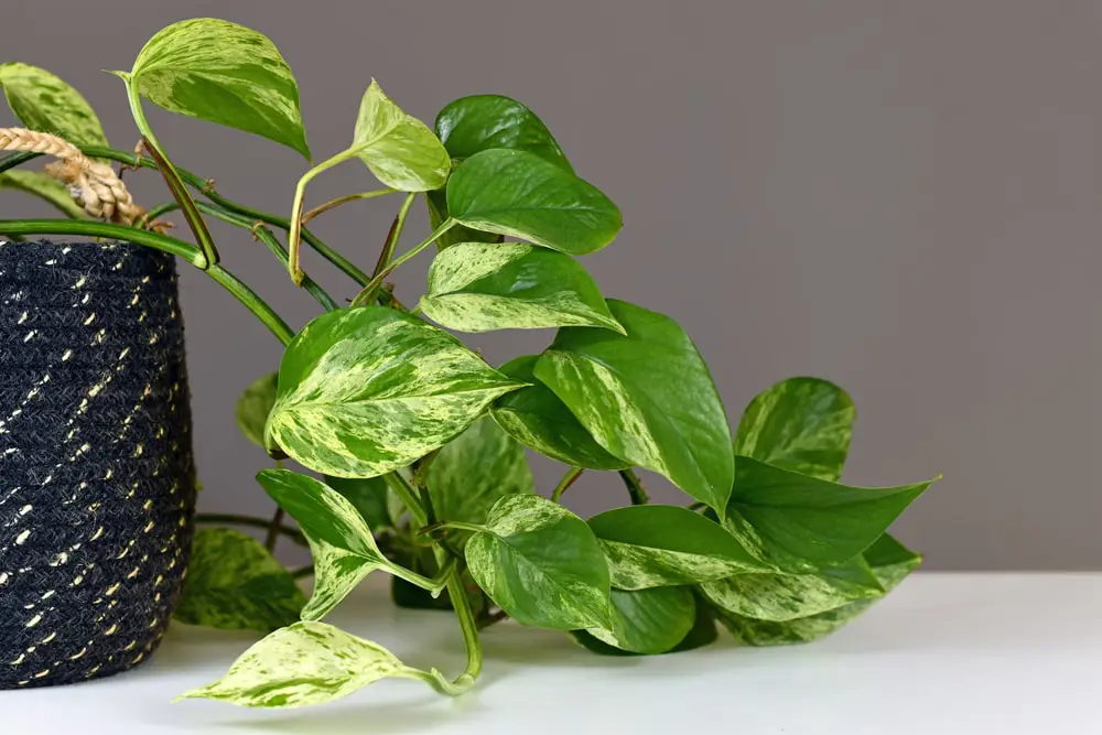 Golden Pothos plant inside.