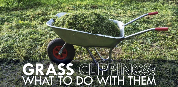 Grass clippings and what to do with them blog banner.