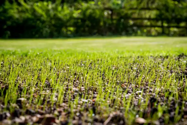 Grass seed sprouting on lawn.